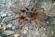 Acanthoscurria sternalis